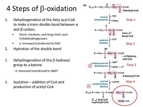 beta oxidation steps|Beta oxidation .